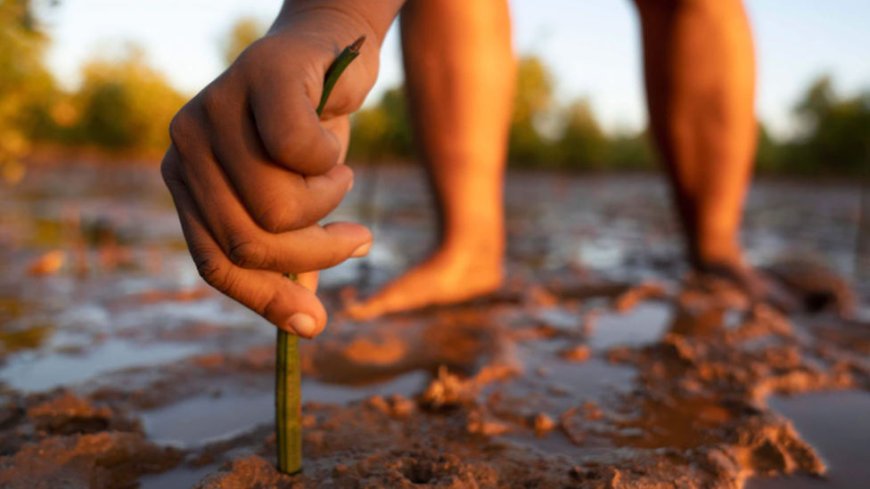 Tree planting in Madagascar