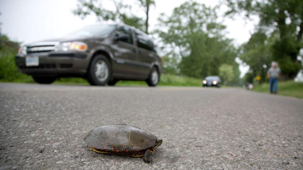 turtle on road