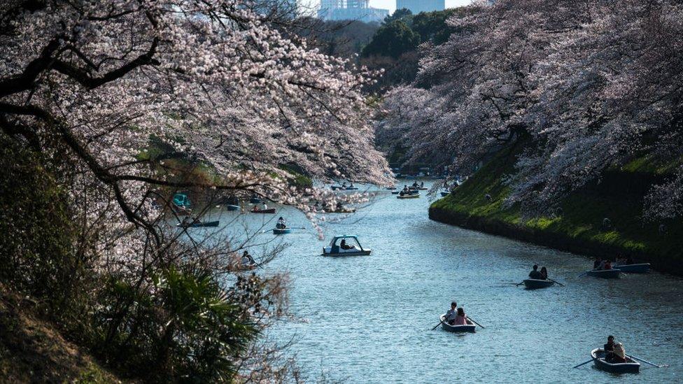 Boats under sakura trees