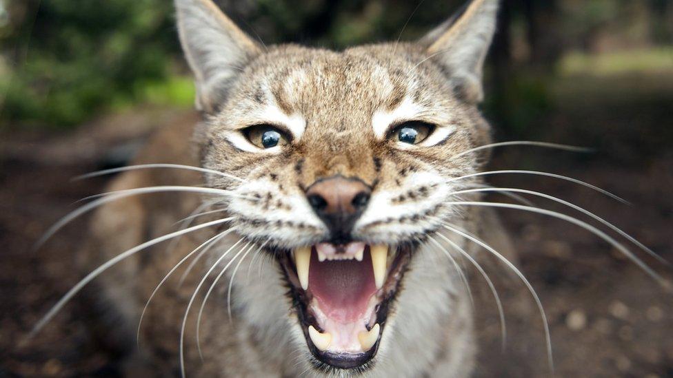 A Eurasian lynx baring its teeth