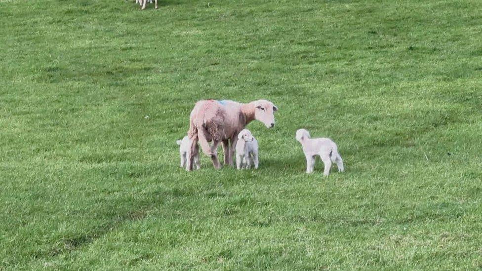 new born lamb