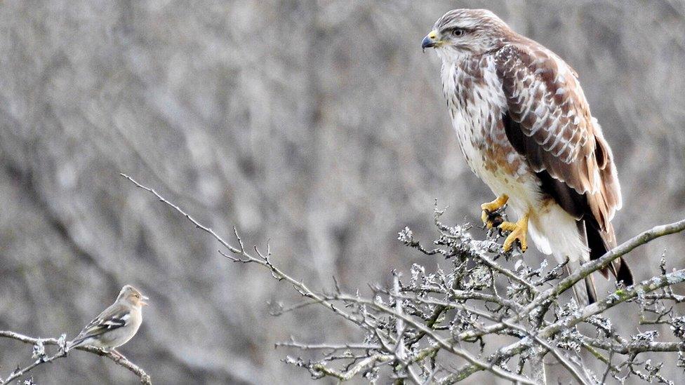 Little and large bird