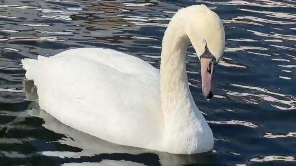 Sick swan