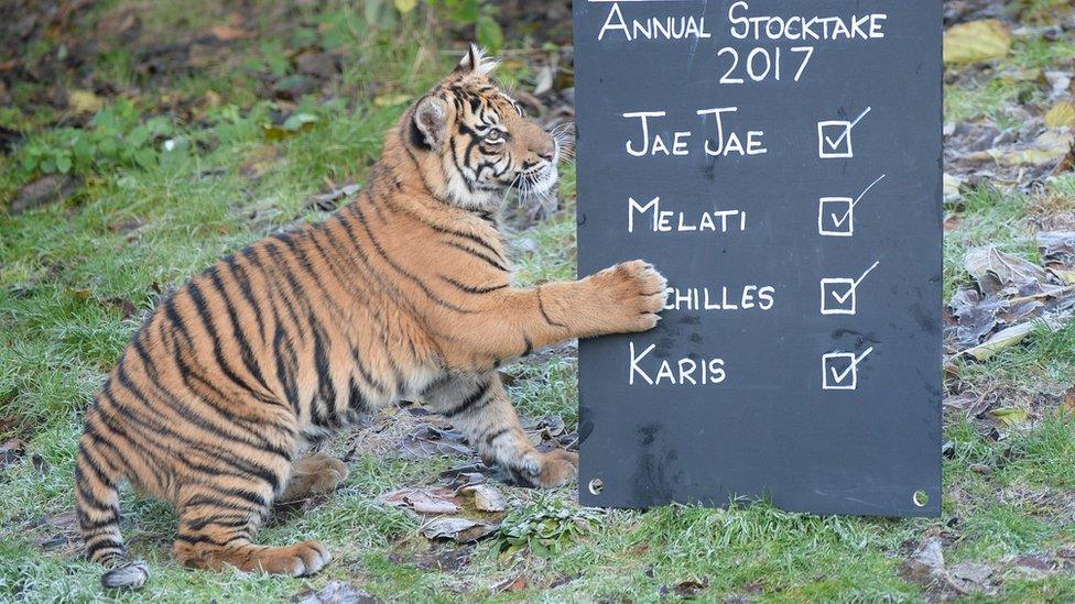 Tiger