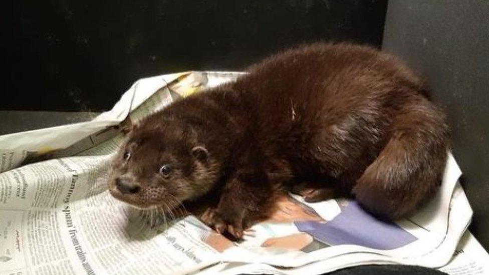 Otter cub Juniper