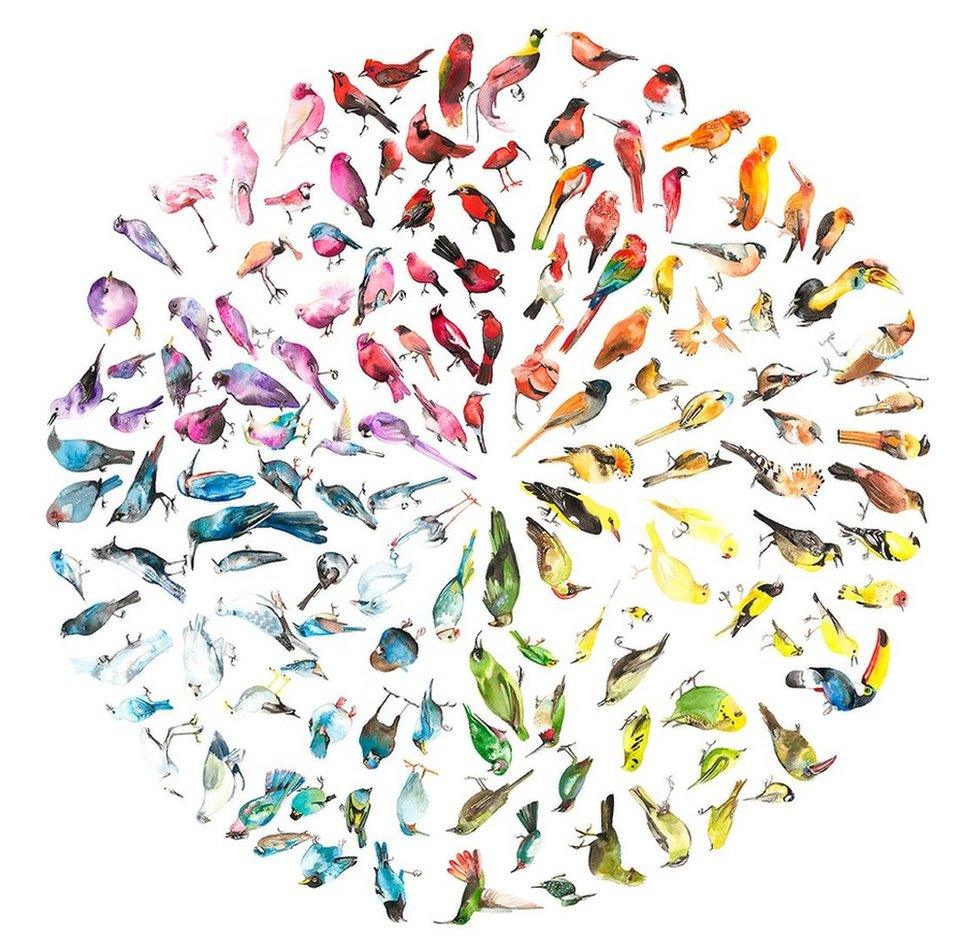 Bird Colour Wheel