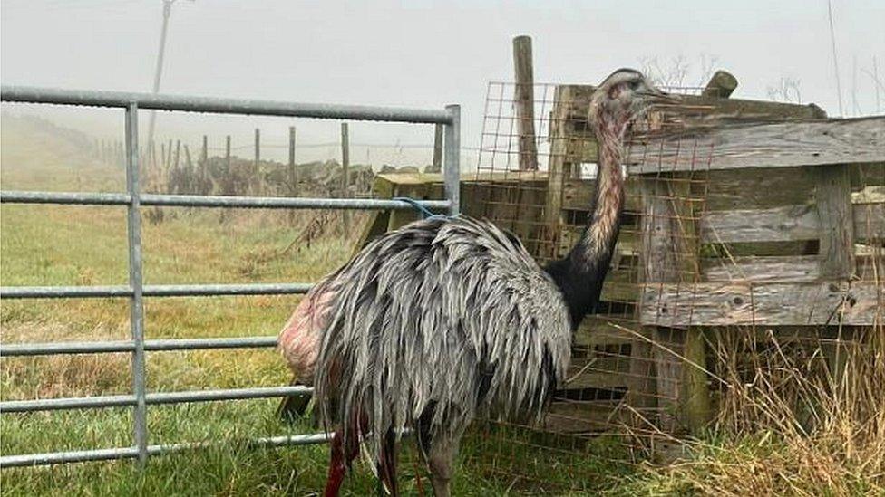 Injured rhea