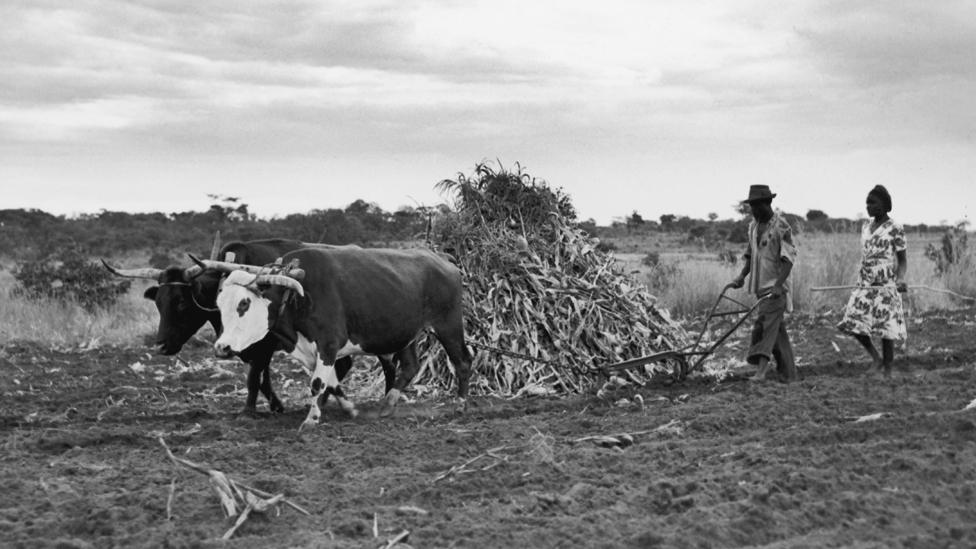 Farmers in Rhodesia, 1955