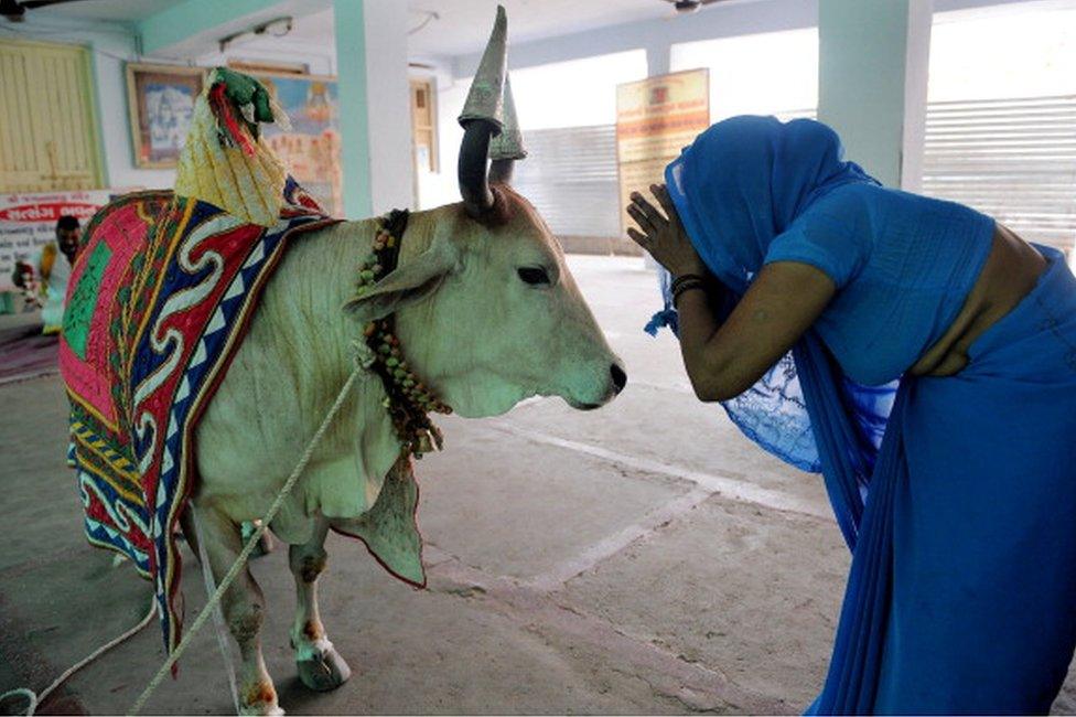 Cow in India