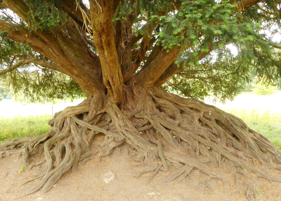 Waverley Abbey yew tree