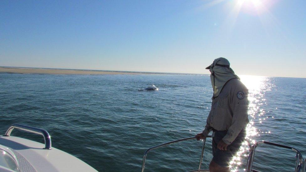 QPWS person on a boat overlooking the whale. 7 October 2016.