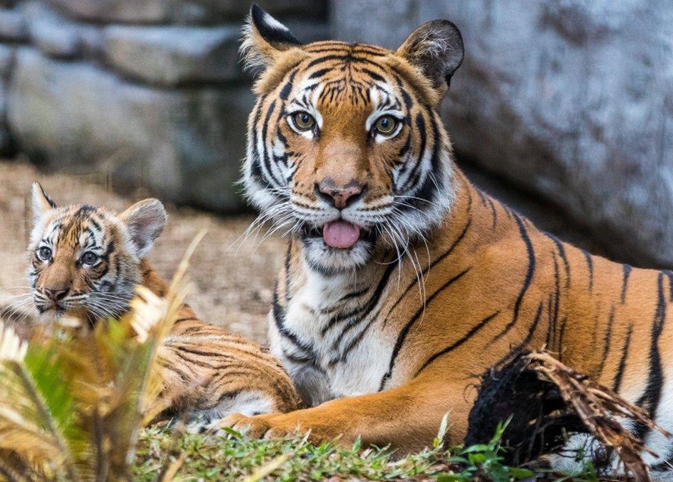 Berisi, a Malayan tiger cub, emerges from her den into the tiger habitat with her mother Bzui at Tampa"s Lowry Park Zoo in Tampa, Florida, U.S. December 7, 2016.