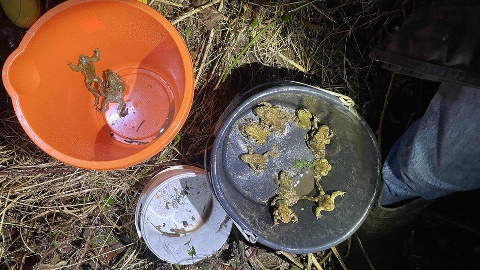 Three buckets containing frogs, newts and toads under torchlight