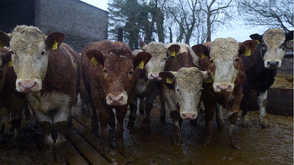 beef cattle at Lifford, Ireland