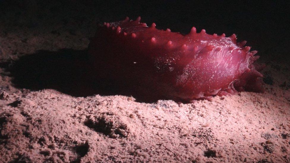 Sea cucumber