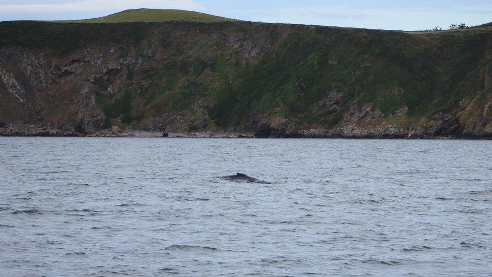 Humpback whale fin breaching water surface off Isle of Man's coast