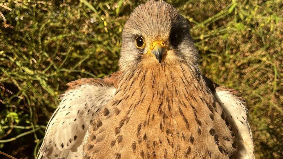 Molko the kestrel