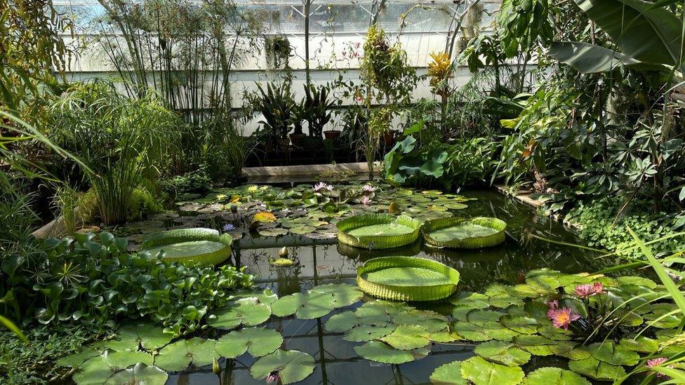 Giant Amazonian water lilies