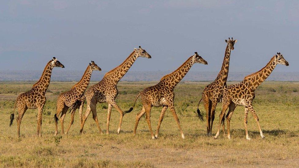 group-of-giraffes.