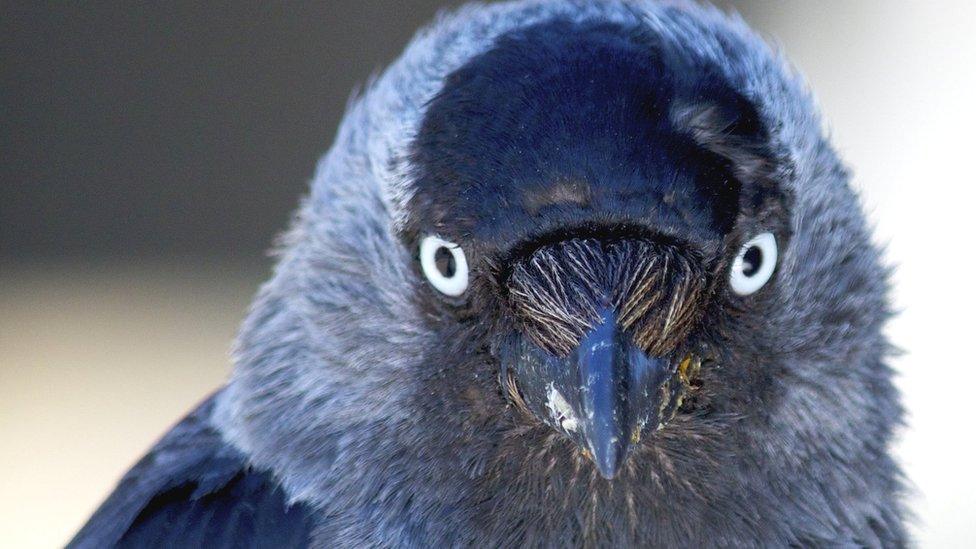 Jackdaw