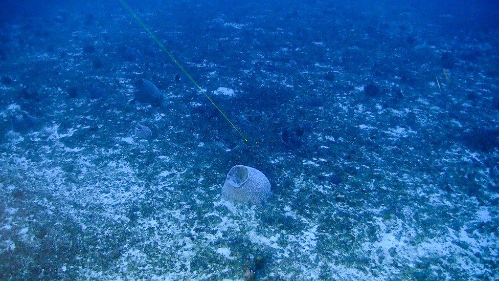 Image shows coral reef discovered in the Amazon