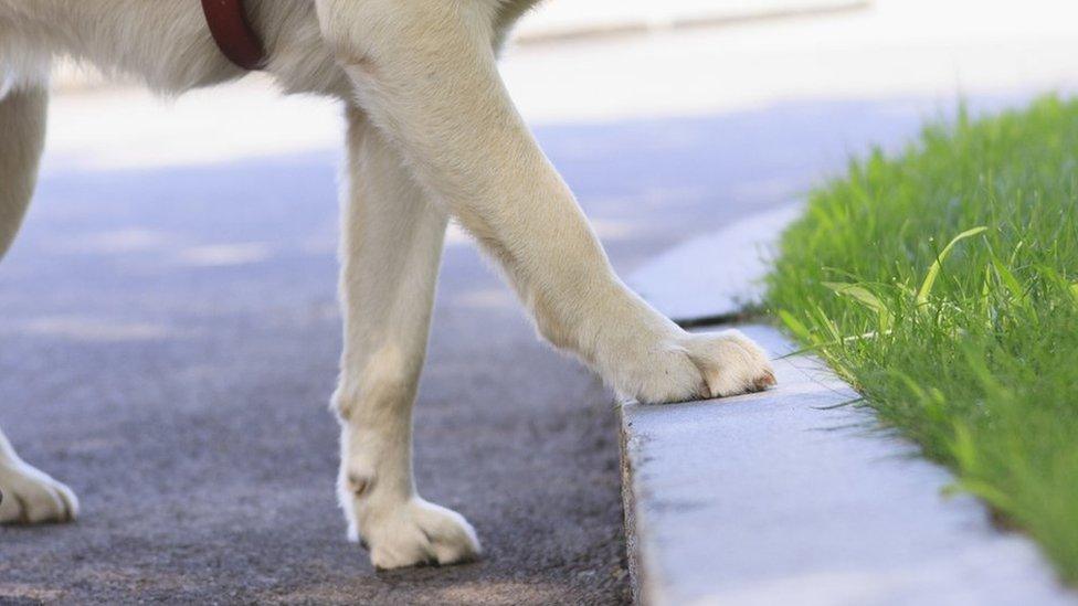 Dog walking up a kerb