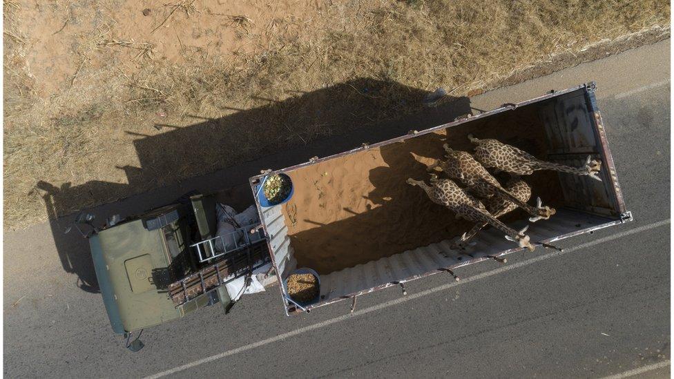 Four giraffes are transported across Niger to their new home.