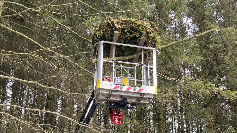 Osprey nest