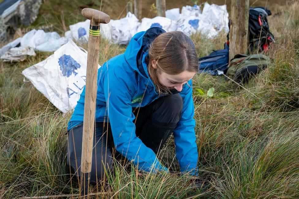 Tree planting