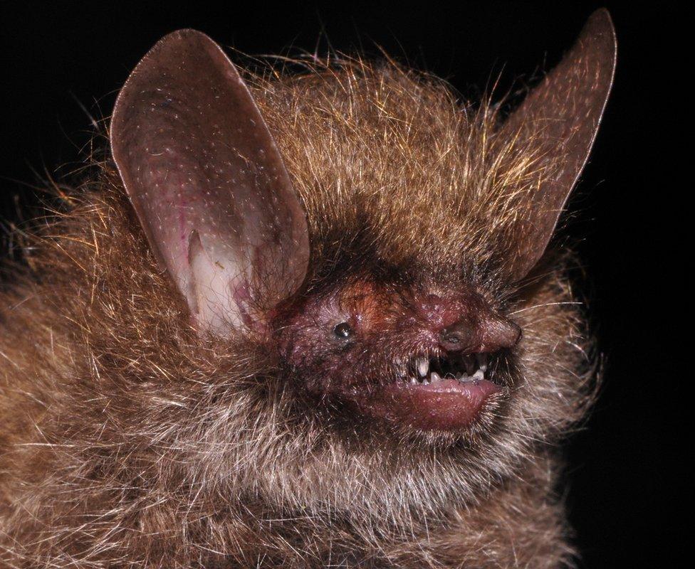 Murina kontumensis, a new species of bat