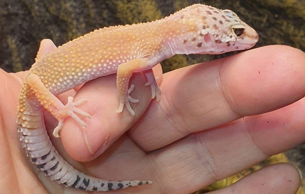 Gecko stolen in Motherwell