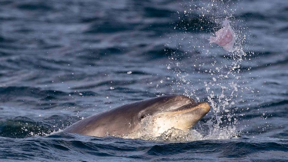 Bottlenose dolphin and jellyfish