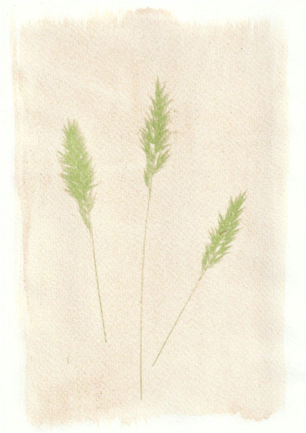 An anthotype print of three green pieces of wheat