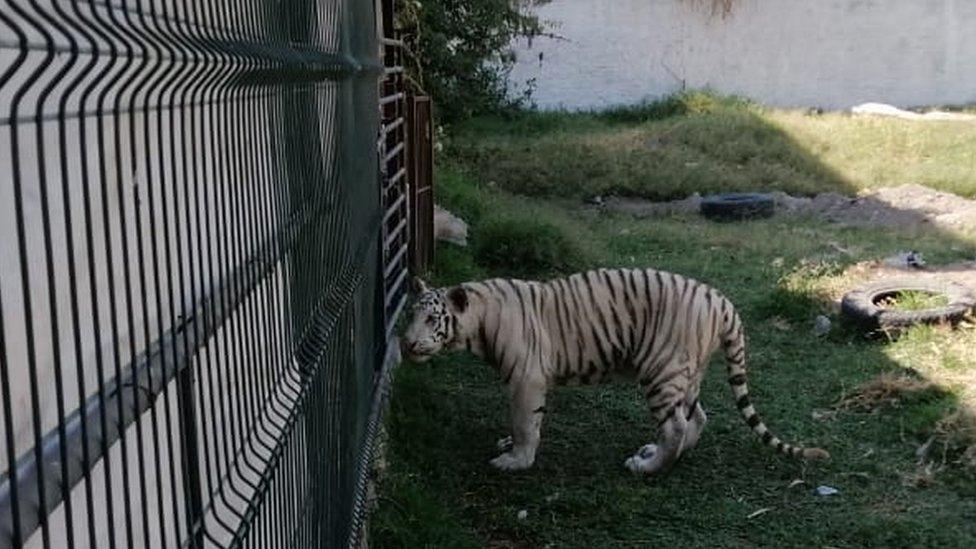 Picture of the second Bengal tiger in an enclosure