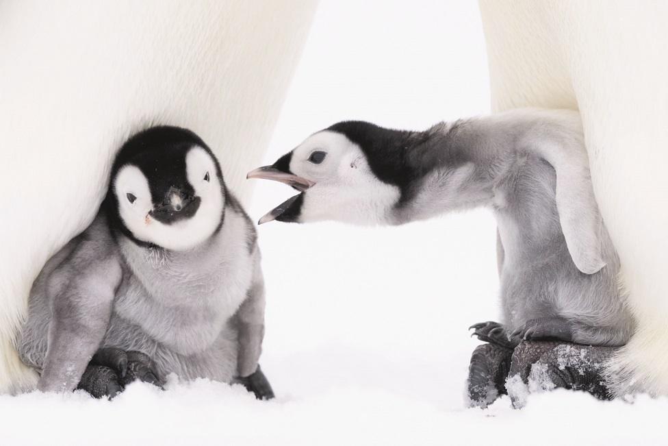 One baby penguin reaches out to another as they huddle at the feet of their parent