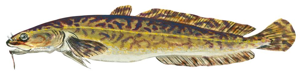 illustration of a burbot