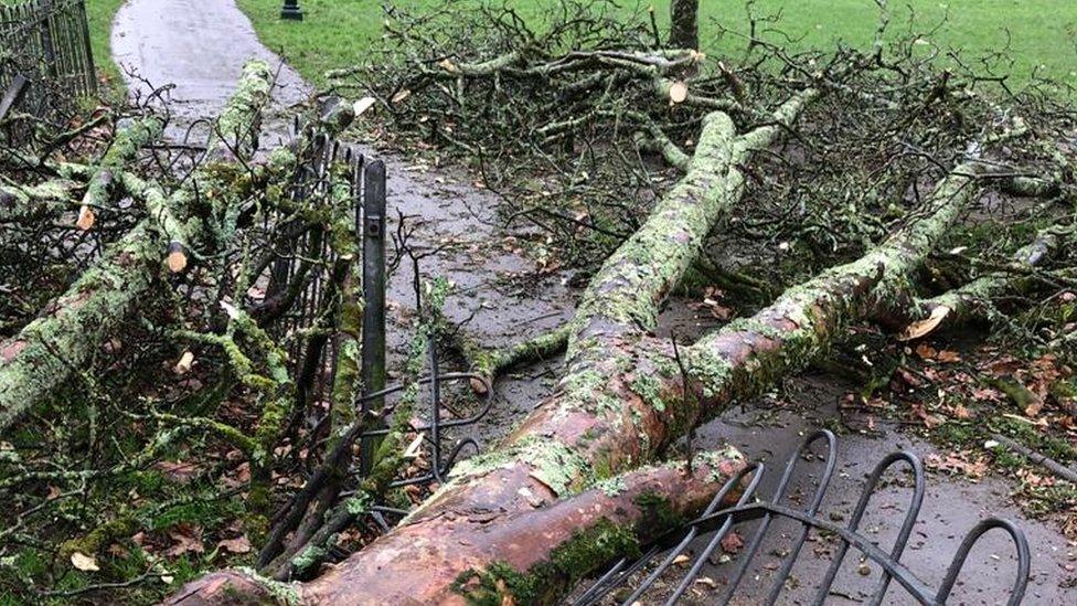 A large tree on ground across Plymouth's Mutley Park