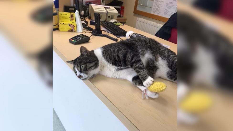 Bob laying on the counter of a shop playing with a small yellow knitted toy