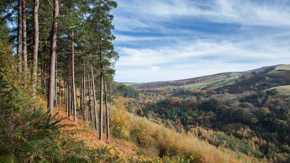 Coed ar lethrau Moel Famau