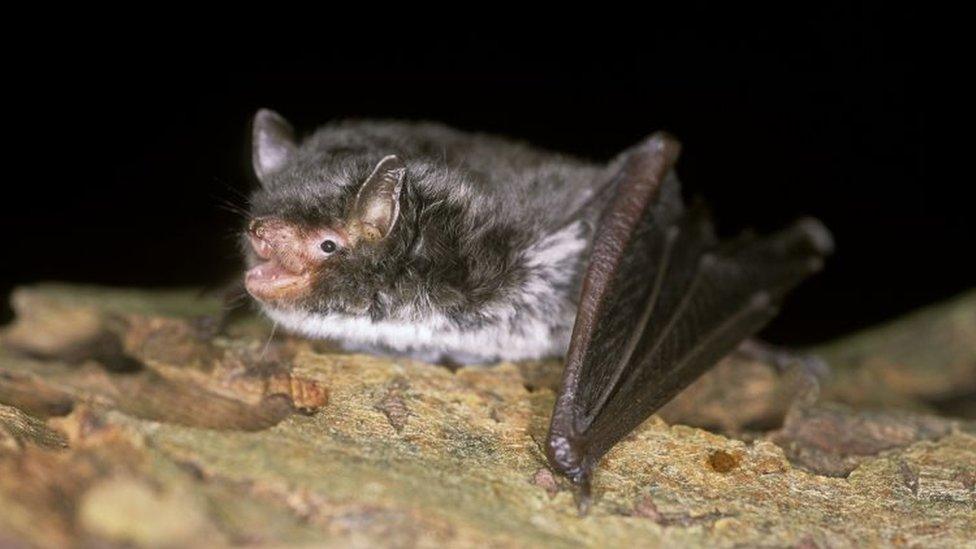 bat-sitting-on-a-log.