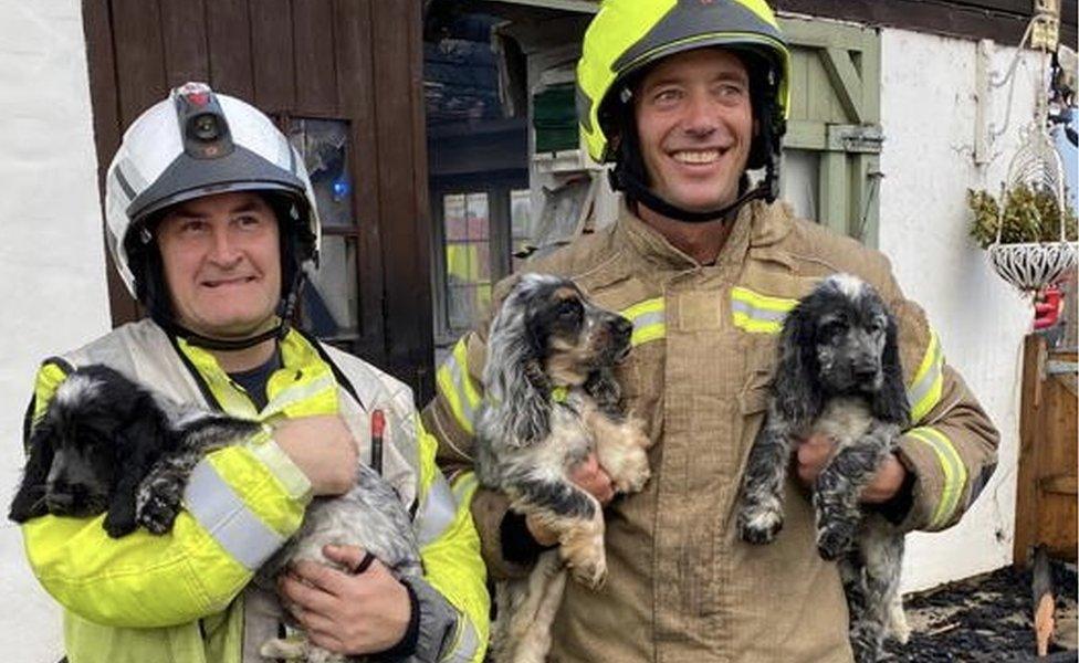 Firefighters holding the rescued dogs