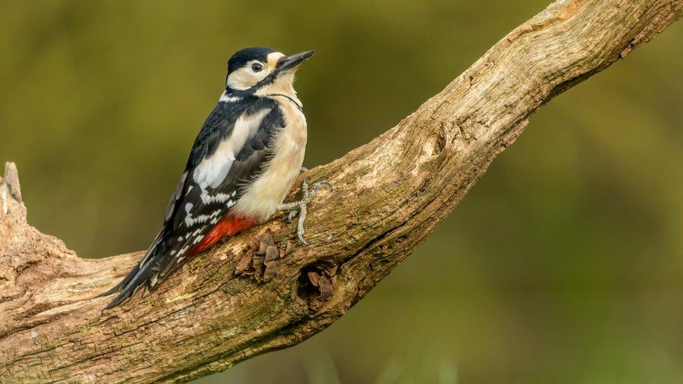 Great Spotted Woodpecker