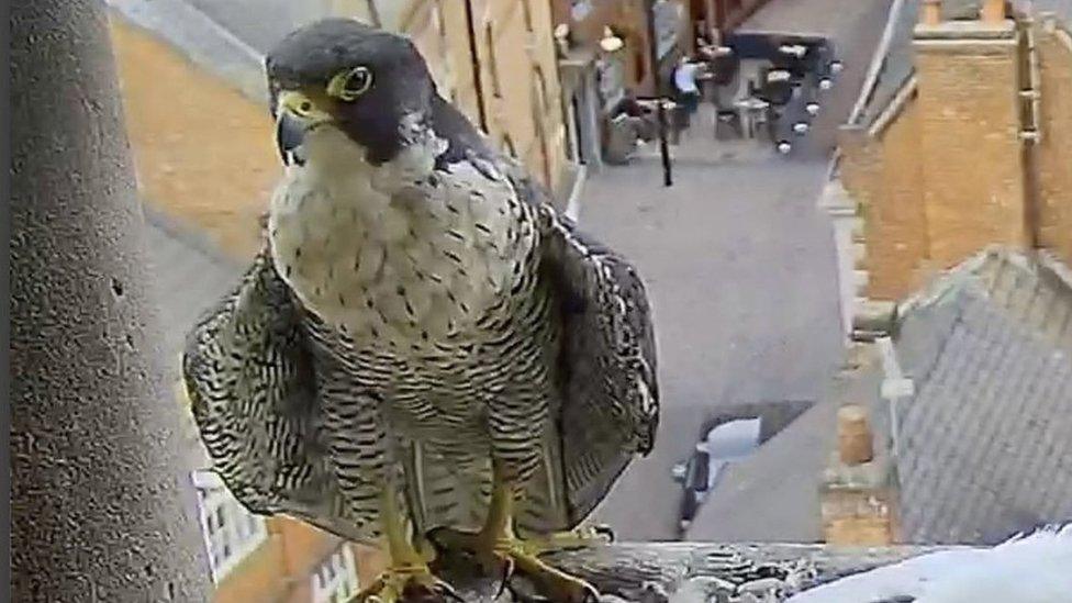 Female bird on the nest ledge this year at Leicester Cathedral