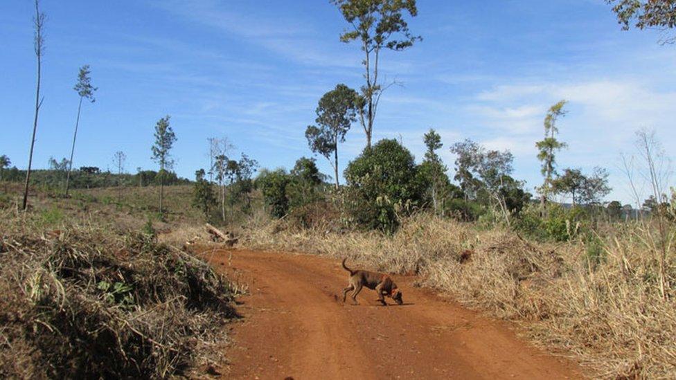 A dog sniffing through dirt.