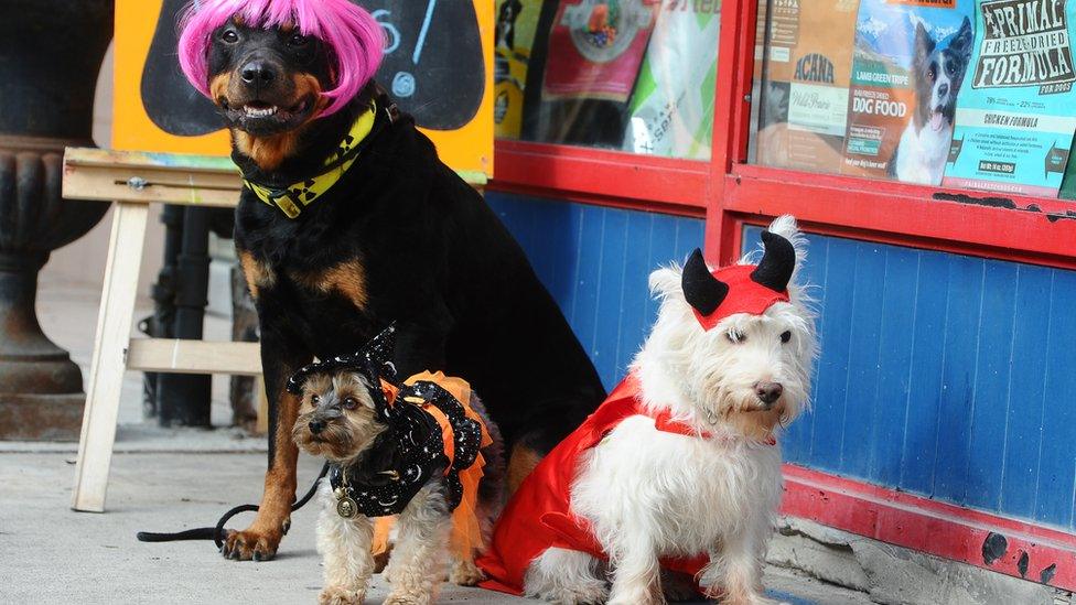 Three dogs dressed up for Halloween.