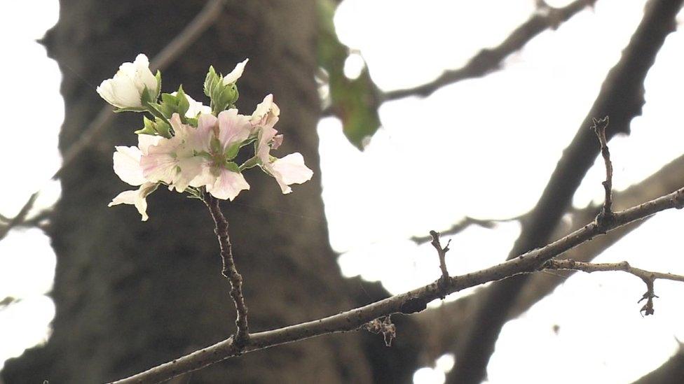 Picture shows pink and white flowers