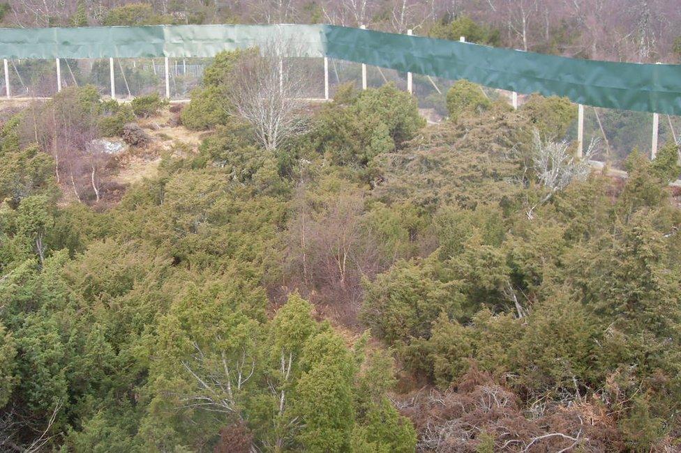 New Amur leopard enclosure