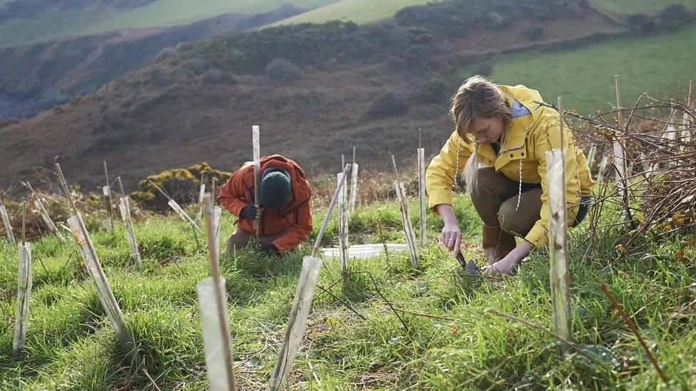 Tree-planting.