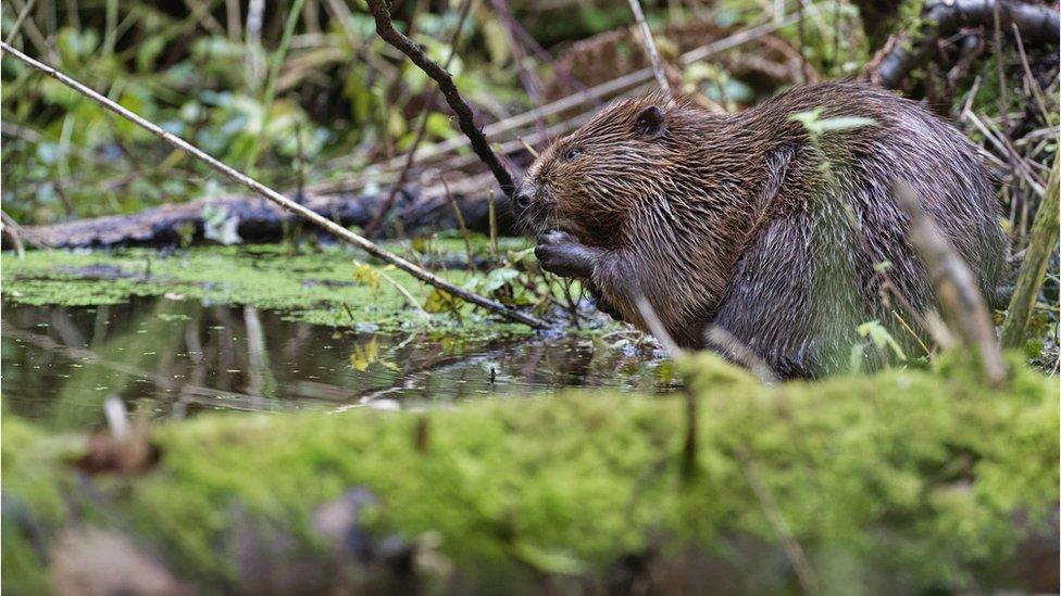 Beaver