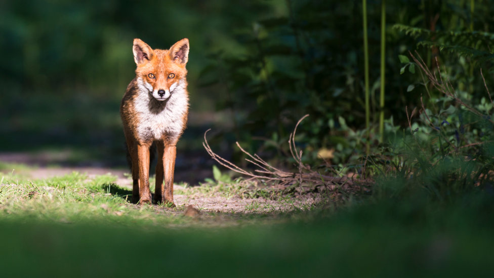 Stock image of fox